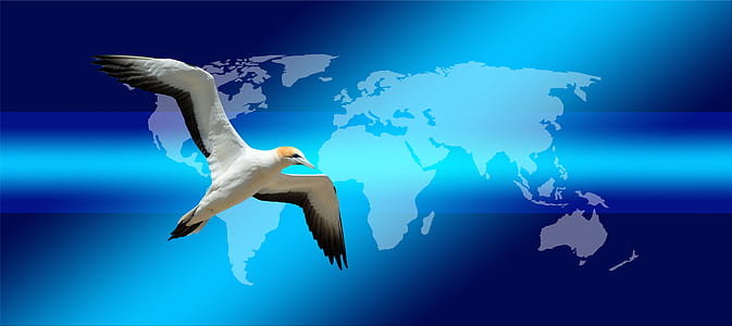 white and black booby bird flying thumbnail