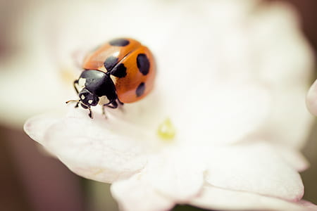 orange ladybird perching on white petaled flower in selective focus photography thumbnail