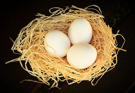three white eggs on nest against black background thumbnail