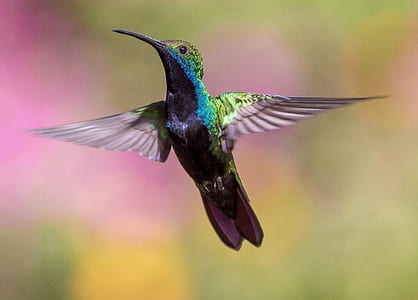 green and blue humming bird thumbnail