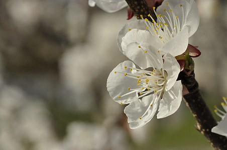 Cherry Blossoms, Apricot Blossoms thumbnail