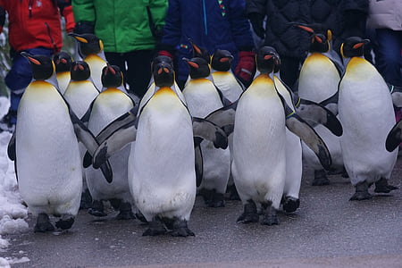 colony of marching penguins outdoors thumbnail