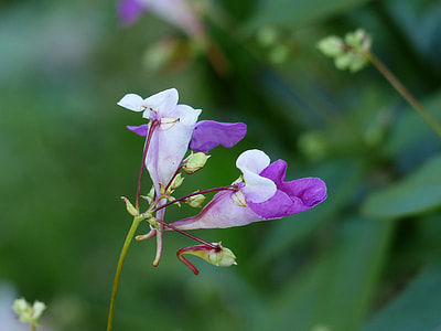 Balfour Jewelweed, Impatiens Balfourii thumbnail