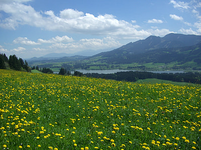 Dandelion Meadow, Alpine Pointed thumbnail