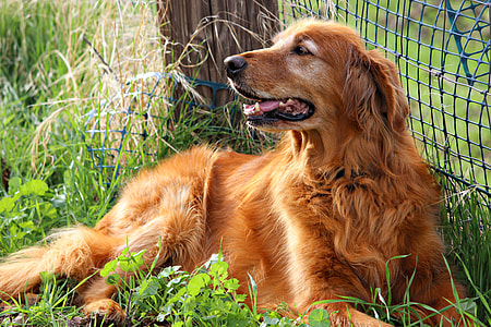 tan long-coat large dog lying on grass beside blue metal fence thumbnail