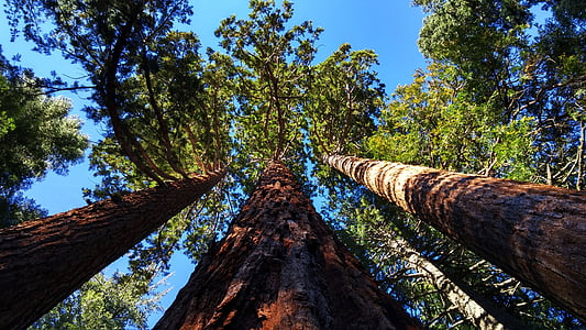 shallow photography of tall trees at daytime thumbnail