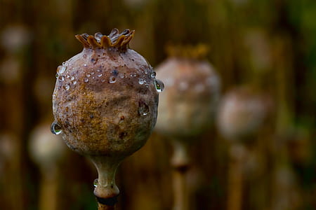 selective focus photo of flower bud with water dew thumbnail
