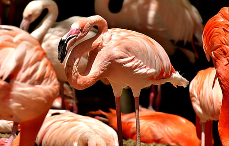 selective focus photography of flamingos thumbnail