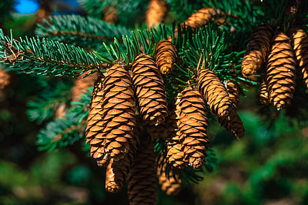 shallow focus of brown pine cones thumbnail