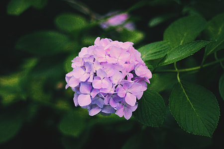 closeup photo of purple petaled flowers thumbnail