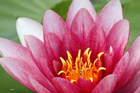 close-up photo of pink petaled flower thumbnail
