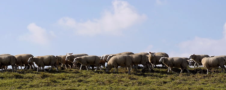 herd of sheep on grass thumbnail