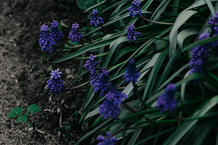 Shallow Focus Photo of Green Plant With Purple Flowers thumbnail