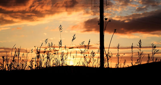 silhouette of plants thumbnail