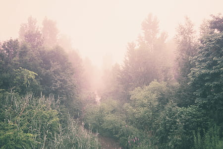 green forest tress under cloudy sky during daytime thumbnail