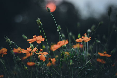 orange petaled flowers thumbnail