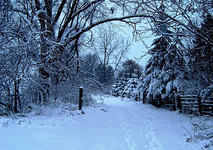 tall trees with snow and snow caps road at daytime thumbnail