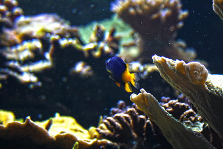 blue and yellow fish swimming beside corals thumbnail