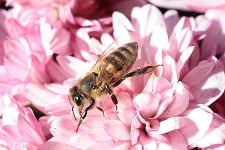 honeybee on pink petaled flower thumbnail