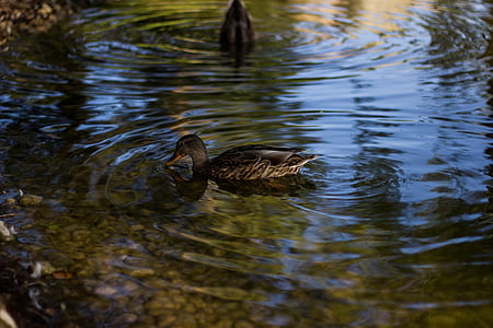 water, river, stones, animals thumbnail