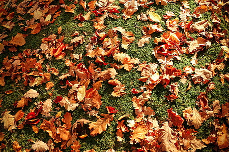 nature, leaf, leaves, ground thumbnail