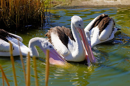 wildlife photography of three white pelicans thumbnail