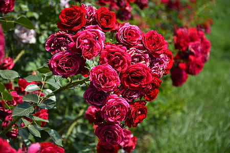 green-and-pink flowers thumbnail
