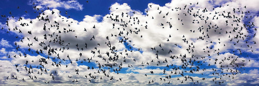 flock of birds under cloudy sky thumbnail