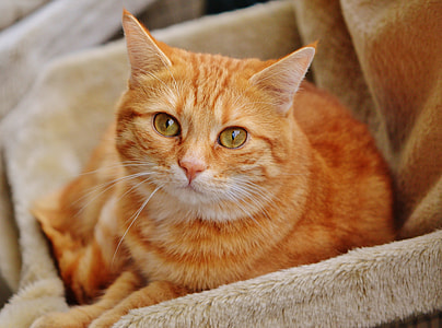 orange tabby-cat on brown velvet textile thumbnail