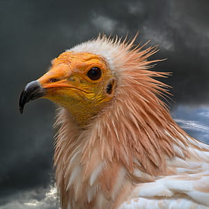white and brown bird in close-up photography thumbnail