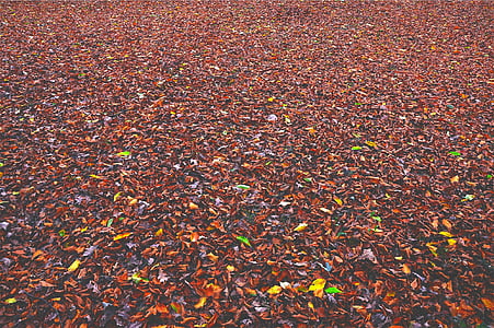 photo of dried leaves on ground thumbnail