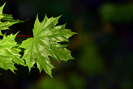 green leafed plants thumbnail