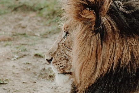 selective focus photography of Lion near brown soil thumbnail