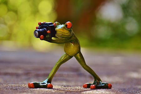 treefrog holding DSLR camera taking a photo closeup photography thumbnail
