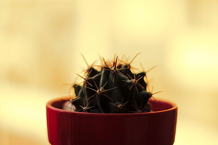selective focus photography cactus plant with red pot thumbnail