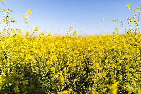 yellow rapeseed flower field under blue skies thumbnail