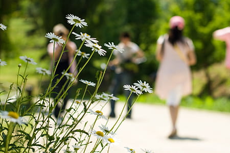 people walking near daisy flowers thumbnail