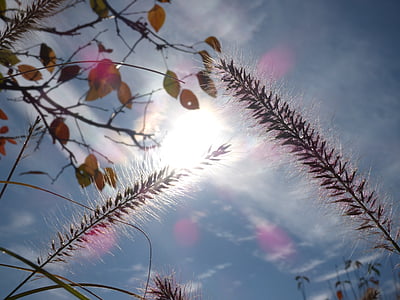 low angle photo of wheat during daytime thumbnail