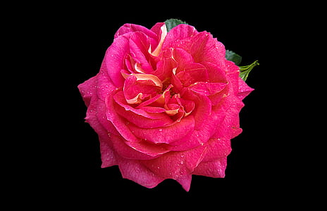 pink petaled flower against black background thumbnail