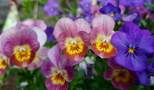 shallow focus photography of pink and purple flowers thumbnail