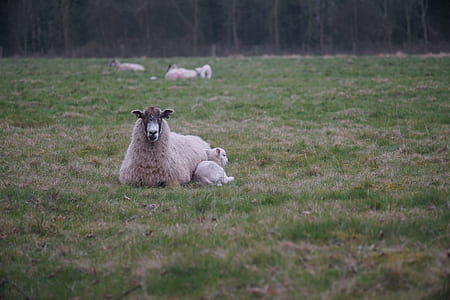 white Lamb lying on grass field thumbnail