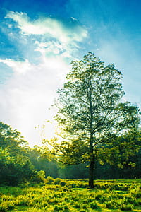 green foliage trees with sun rays thumbnail