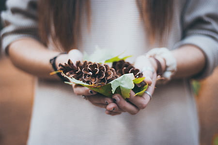 person holding pinecones thumbnail