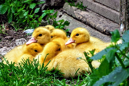 flock of yellow duckling at daytime thumbnail