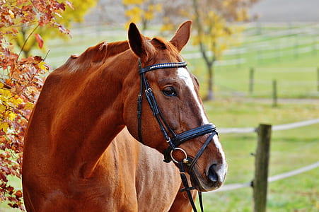 brown and white horse on green grass field thumbnail