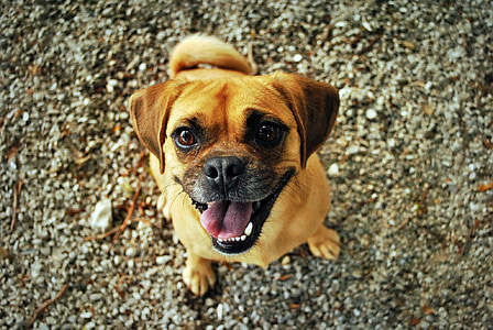 photo of puggle sitting on ground at daytime thumbnail