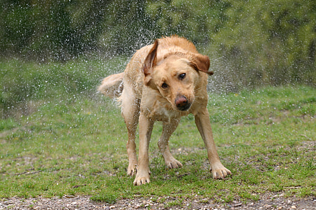 wet adult golden retriever wiggling on green grass thumbnail