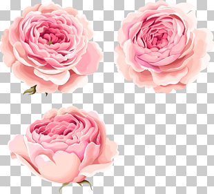 Hand-painted beautiful pink peony flowers, three pink petaled flowers PNG clipart