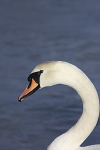 mute swan thumbnail