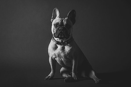 Portrait shot of a dog thumbnail